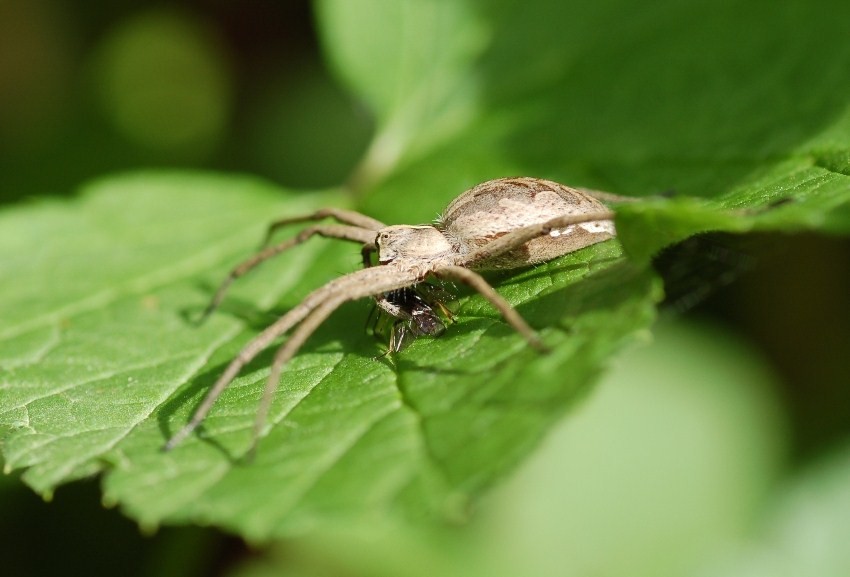 Pisaura mirabilis